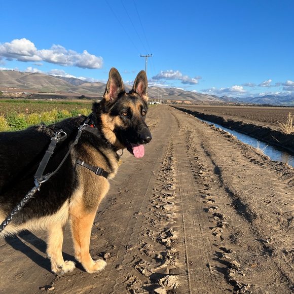 SHOW LISTING - Picture 2 of 3